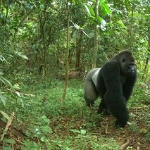 A rare photo of the Cross River gorilla, taken by a camera trap.