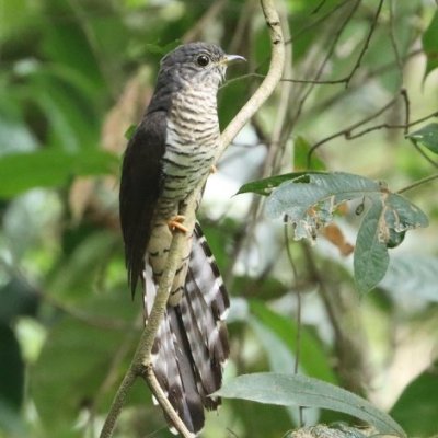 Coucou olivâtre dans la forêt de basse altitude de la East Nimba Nature Reserve, Liberia. © M. Languy