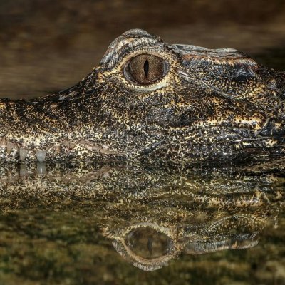 {Osteolaemus tetraspis} est un crocodile forestier d'Afrique Centrale et de l'ouest © H. Zell