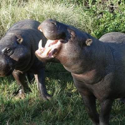 hippopotame pygmée