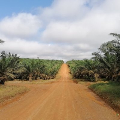 Une plantation de palmiers à huile près de Greenville, Liberia. © M. Languy