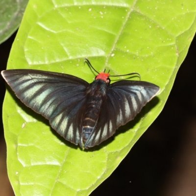 {Pyrrhochalcia iphis} (famille des Hespéridés) est une grande espèce d'hespérie, vivant dans les forêts depuis la Sierra Leone jusqu'au Gabon ; ici au Parc National de Sapo. ©M. Languy