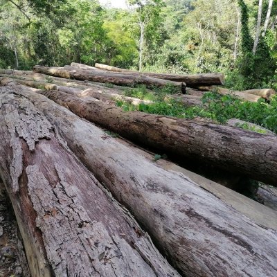 Exploitation forestière mécanisée au cœur de la Forêt Communautaire de Gba, Paysage des Mts Nimba. © M. Languy