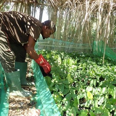 Entretien de la pépinière à Owom Jite / Nursery Maintenance