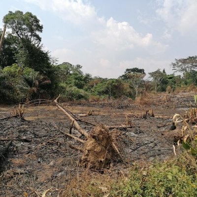 Un exemple d'agriculture sur brûlis, Forêt Communautaire de Gba, Liberia. © M. Languy