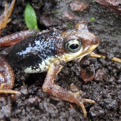 Le crapaud vivipare de Nimba