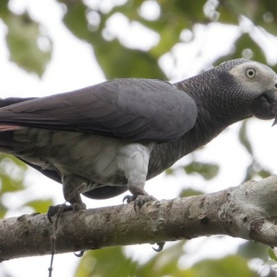 Perroquet gris du Timneh à Tiwai Island (Sierra Leone, Paysage de Gola). © M. Languy