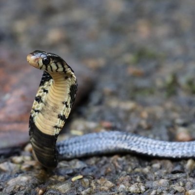 Un jeune Cobra noir des forêts ({Naja guineensis}), endémique des forêts de Haute Guinée. East Nimba Nature Reserve, Liberia. ©M. Languy